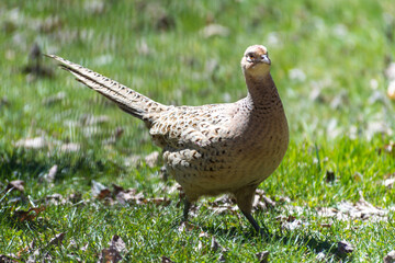 Female Pheasant strolling in open daylight