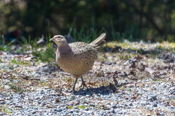 Female Ring Necked Pheasant near the Forest