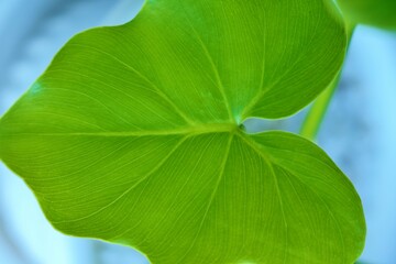 Fototapeta premium 緑の葉 観葉植物 イメージ 背景