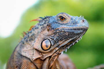 close up of iguana