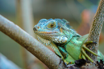 Fototapeta premium Close up portrait of a male green iguana on a tree branch