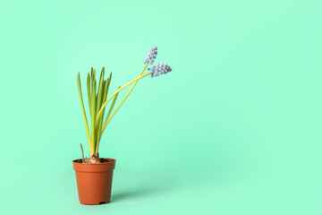 Pot with blooming grape hyacinth plant (Muscari) on turquoise background