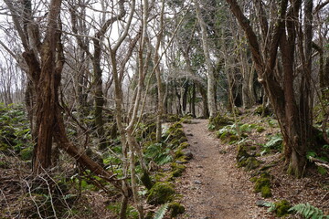 bare winter forest with pathway and mossy rocks
