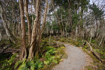 bare trees and vines in winter forest