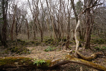 fallen trees and vines in deep forest