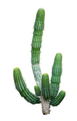 Cactus plant isolated on white background.This has clipping path.