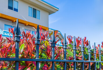 Detail of iron fence with plants from the garden. Decorative Steel fence against blue sky.
