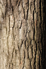 texture of tree bark close-up