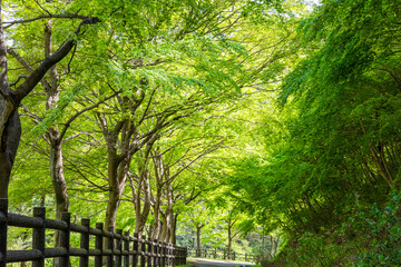 秩父ミューズパークのモミジの新緑