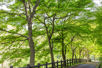 秩父ミューズパークのモミジの新緑