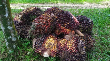 A group of oil palm fruits on a nature background.  Fresh palm oil from palm garden, plant.