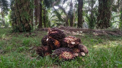 A group of oil palm fruits on a nature background.  Fresh palm oil from palm garden, plant.