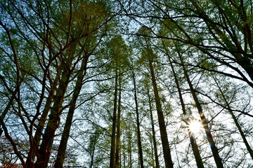 Fototapeta premium 若葉が繁り始めたメタセコイアの林に朝陽が射し込んでいる風景