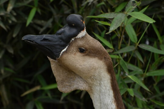 Duck with black beak