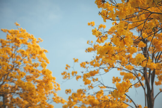 Yellow flowers on the tree