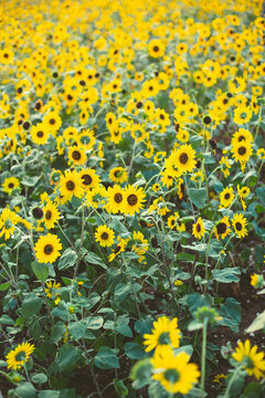 Many sunflowers in the garden
