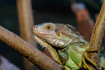 Close up portrait of a male green iguana on a tree branch