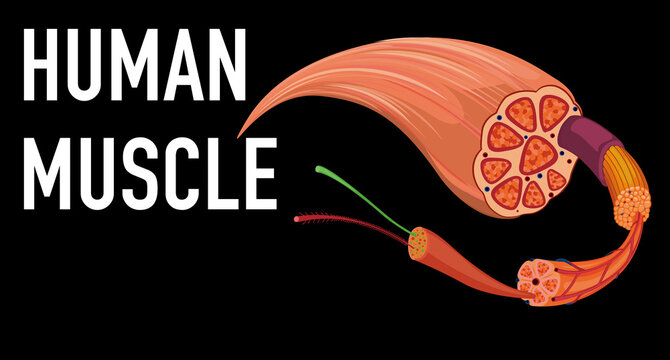 Human muscle anatomy structure
