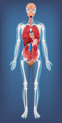 Anatomical Structure Human Body