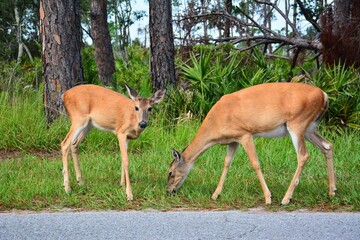 Naklejka na ściany i meble Deer at St Andrews state park in Panama City Beach, Florida. 