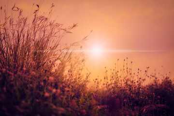 Background natural, Peaceful nature morning scenery mist autumn background. Summer twilight countryside morning spring.