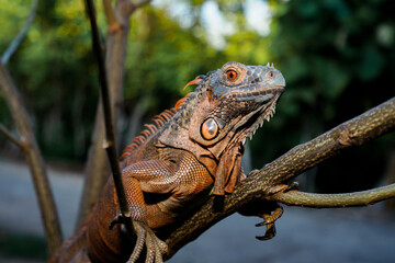 Close up-macro orange iguana reptile animal on a tree branch
