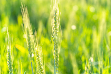 wheat in farmland