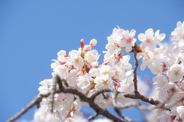 桜の花