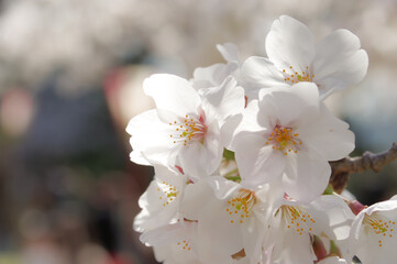 桜の花