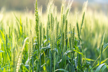 close-up of wheat 