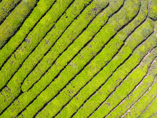 tea plantation