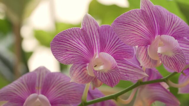 Closeup of purple dendrobium orchid flowers 
