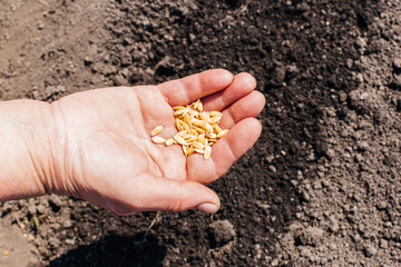 Close-up woman's hands planting seeds in the vegetable garden. Planting melon seeds in the soil