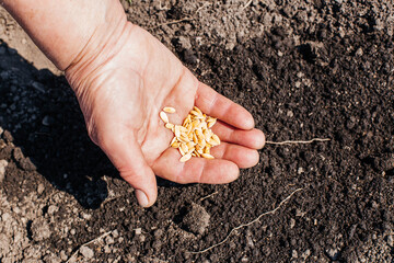 Close-up woman's hands planting seeds in the vegetable garden. Planting melon seeds in the soil