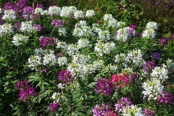 Obraz premium Cleome or Spider flowers is a genus of flowering plants in the family Cleomaceae.