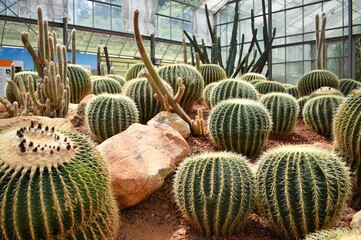 Golden barrel cactus in greenhouse of Queen Sirikit Botanic Garden in Chiang Mai, THAILAND.