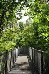 Fototapeta premium Canopy walkway located at the impressive Queen Sirikit Botanic Gardens in Chiang Mai, THAILAND.