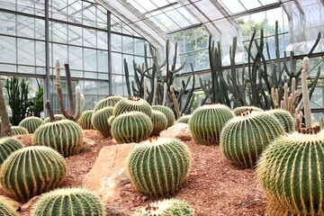 Golden barrel cactus in greenhouse of Queen Sirikit Botanic Garden in Chiang Mai, THAILAND.