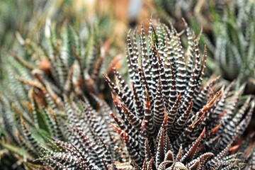 Group of many Haworthia Zebra, Haworthia fasciata succulent plant.