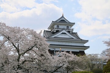 上山城の桜（山形県・上山市）