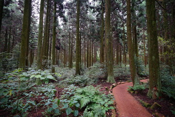 autumn cedar woods with green grass and pathway
