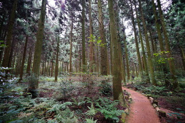 autumn cedar woods with green grass and pathway