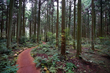 cedar woods with fine pathway
