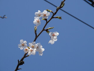 街の桜