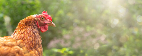 Close-up portrait of a brown layer hen in front of a green background. Wide screen with text space