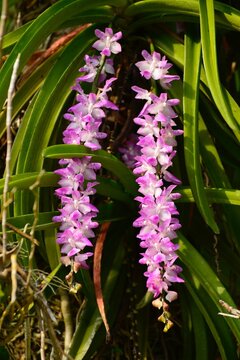 Thai orchid : Aerides multiflora Roxb., Rare species wild orchids in forest of Thailand.

