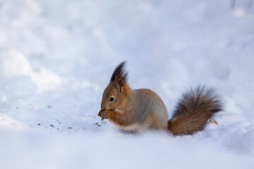 Squirrel sits in snow and eats nuts in winter snowy park. Winter color of animal