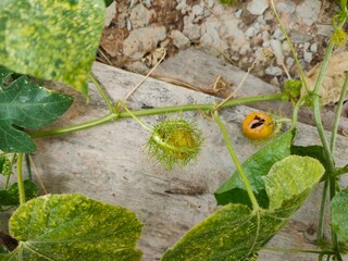 Passiflora foetida
