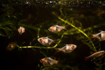 aquarium fish tropical fish ,