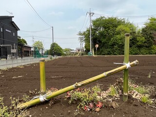 Fototapeta premium rows of trees